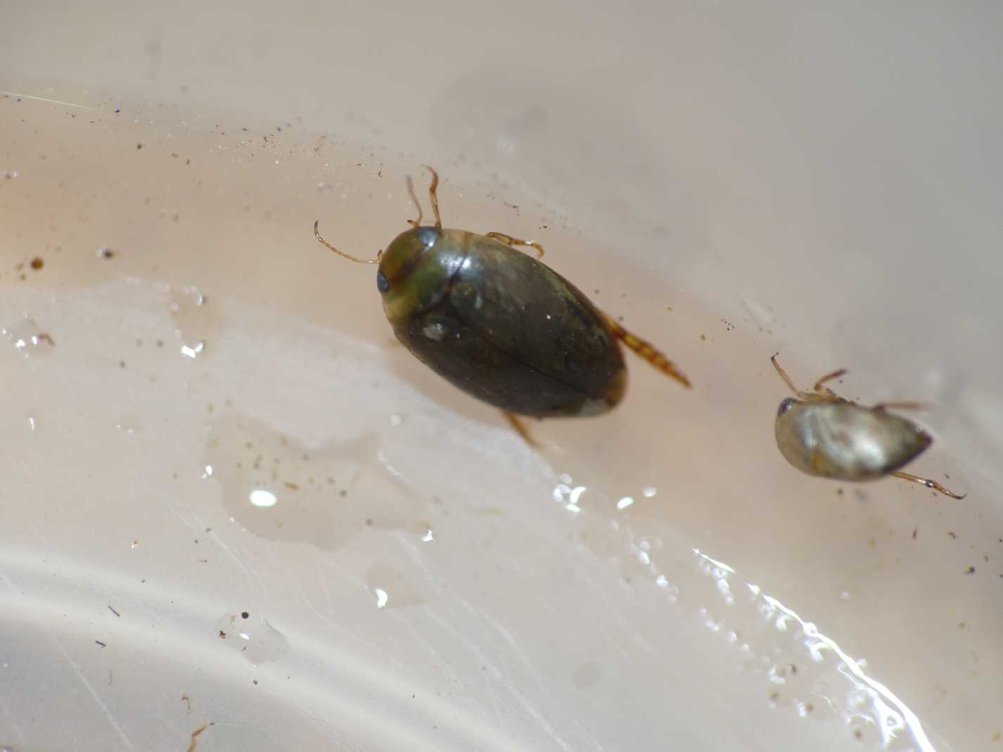 Piccolo Dytiscidae: Laccophilus cfr hyalinus o minutus